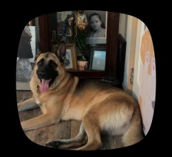 Lost Female Dog last seen Kyle st and helendale Av, Los Angeles, CA 91042