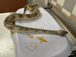 Shelter Stray Unknown Other last seen , 957 N Gaffey St, San Pedro, CA 90731, USA