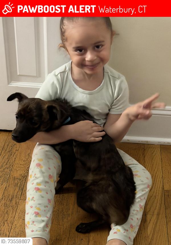 Lost Female Dog last seen Near Washington ave extension, Waterbury, CT 06706