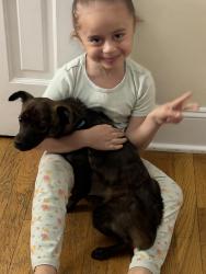 Lost Female Dog last seen Near Washington ave extension, Waterbury, CT 06706