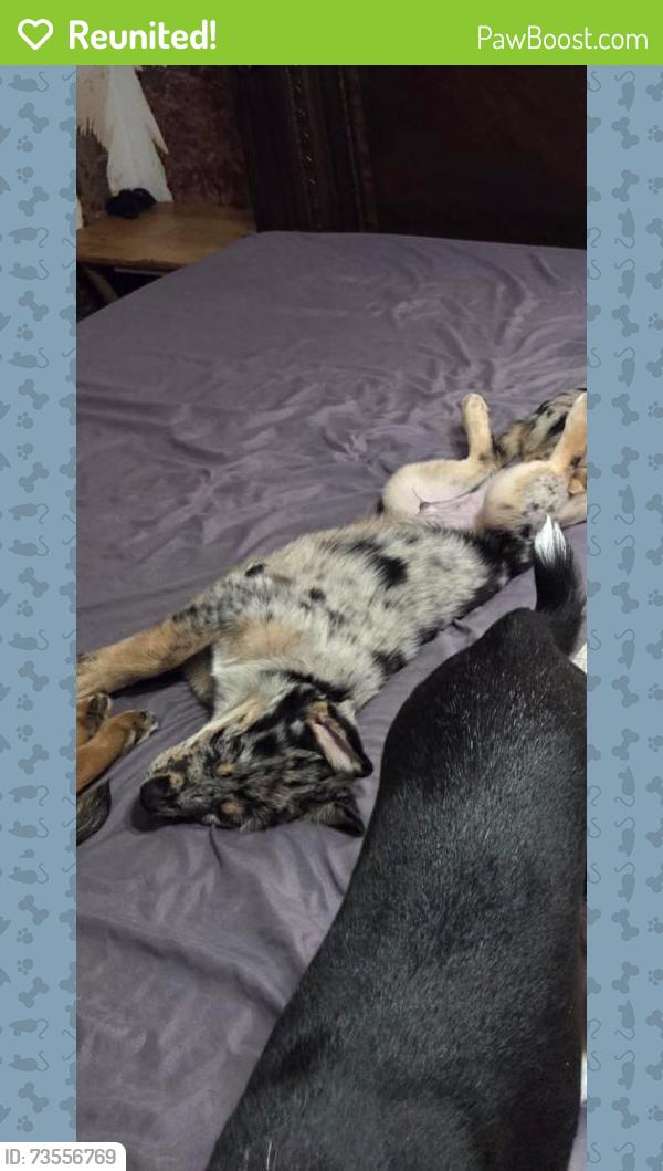 Reunited Male Dog last seen Bloomingdale West, Isleton Dr,  33594