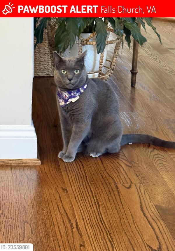 Lost Male Cat last seen Hurst Street/ Center Street, Falls Church, VA 22043
