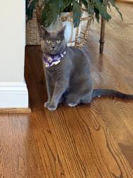 Lost Male Cat last seen Hurst Street/ Center Street, Falls Church, VA 22043