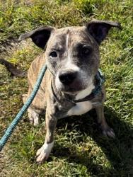 Shelter Stray Female Dog last seen Near BLOCK CAVEN AVE, 3528 Newburg Rd, Louisville, KY 40218, USA