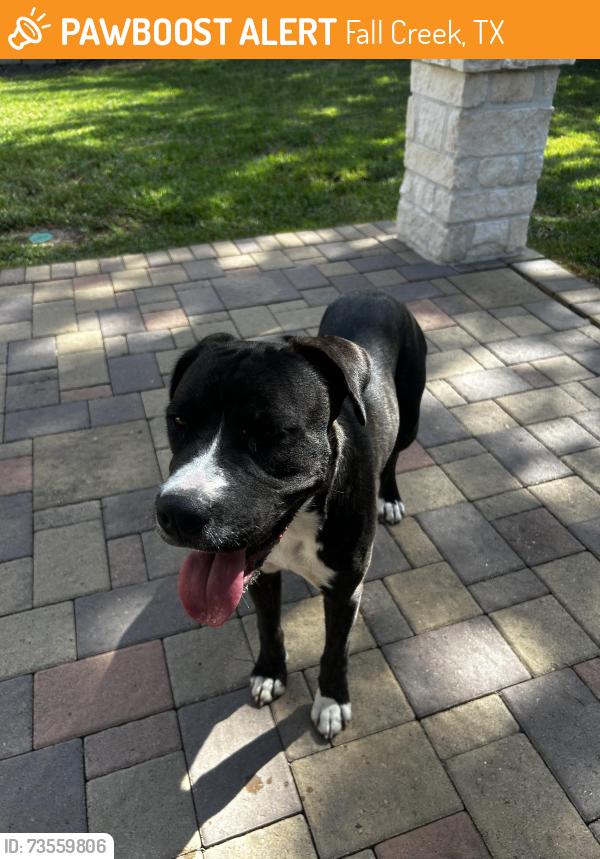 Found/Stray Male Dog last seen Fall Creek Bend and Wilson Road, Fall Creek, TX 77396