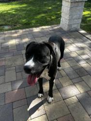 Found/Stray Male Dog last seen Fall Creek Bend and Wilson Road, Fall Creek, TX 77396