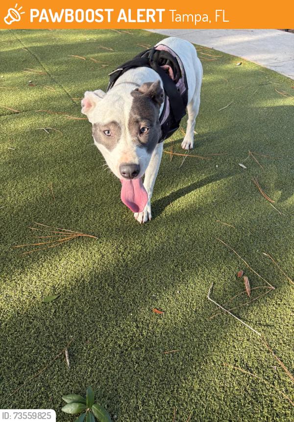 Found/Stray Female Dog last seen Columbus and Florida ave, Tampa, FL 33602