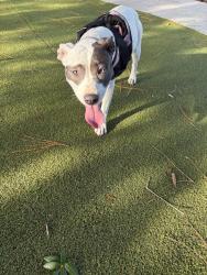 Found/Stray Female Dog last seen Columbus and Florida ave, Tampa, FL 33602