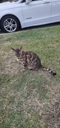 Reunited Unknown Cat last seen Comstock Dr and 4300 Turnberry CT, Plano, 75024, Plano, TX 75024