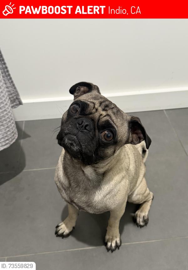Lost Male Dog last seen avenue 48, youngs lane indio, Indio, CA 92201