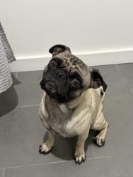 Lost Male Dog last seen avenue 48, youngs lane indio, Indio, CA 92201