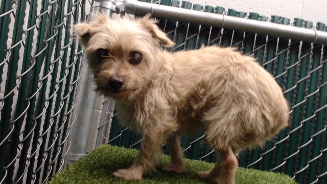 Shelter Stray Female Dog last seen , 11258 Garfield Ave, Downey, CA 90242, USA