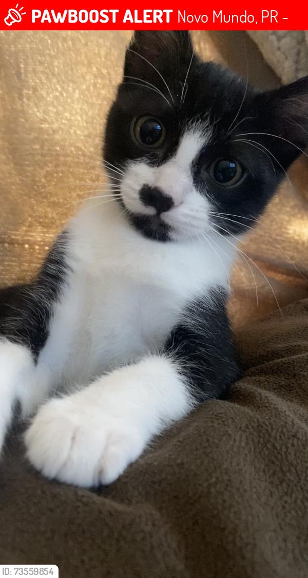 Lost Male Cat last seen fruteira verde, Novo Mundo, PR 81050-390