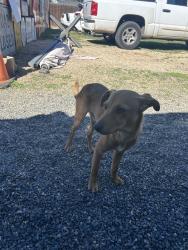 Found/Stray Male Dog last seen Baker Street and 65th Street, Riverside, CA 92509