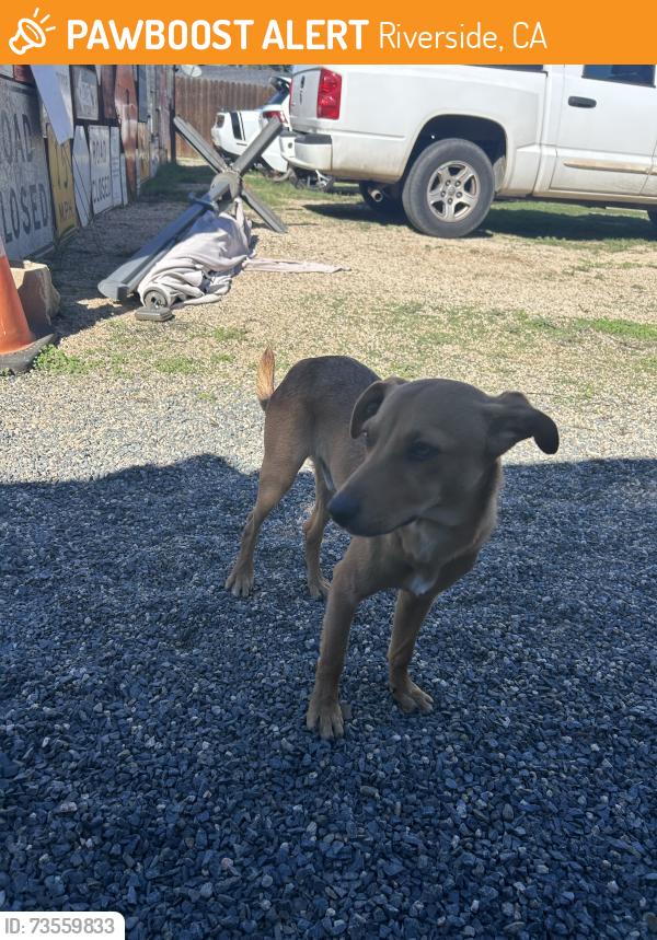 Found/Stray Male Dog last seen Baker Street and 65th Street, Riverside, CA 92509