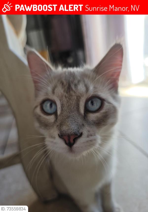Lost Male Cat last seen Lincoln rd and gowan, Sunrise Manor, NV 89115