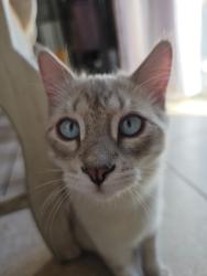 Lost Male Cat last seen Lincoln rd and gowan, Sunrise Manor, NV 89115