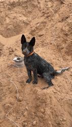 Lost Male Dog last seen Goforth and 2276, Liberty City, TX 75647