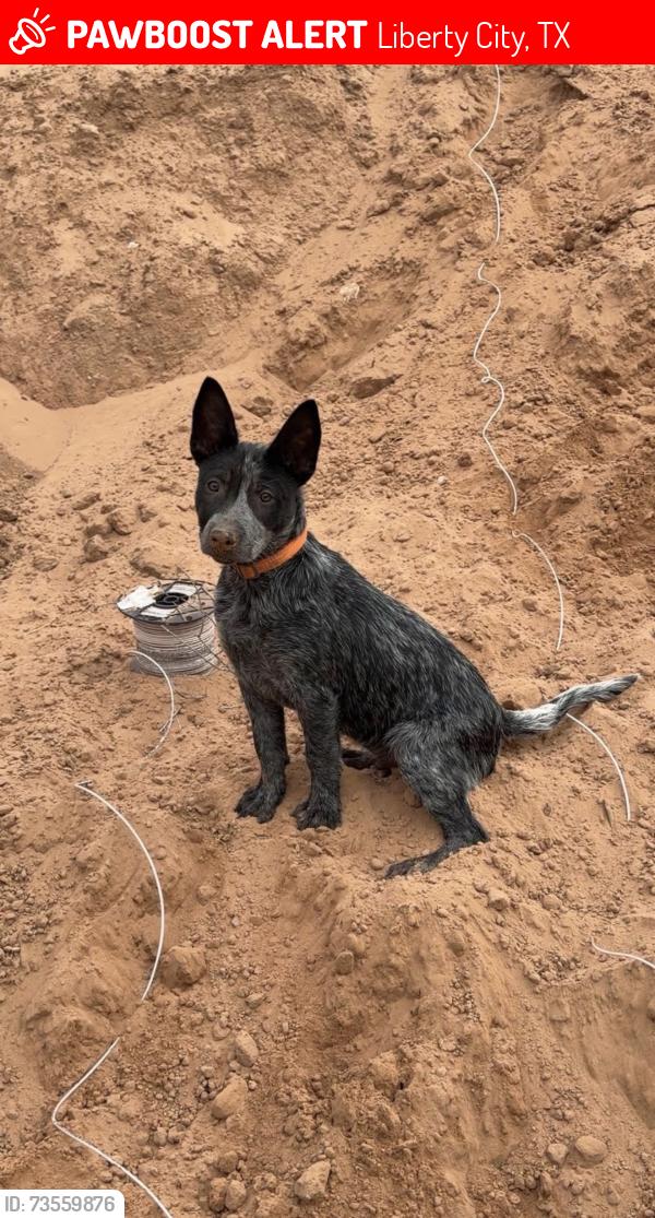 Lost Male Dog last seen Goforth and 2276, Liberty City, TX 75647