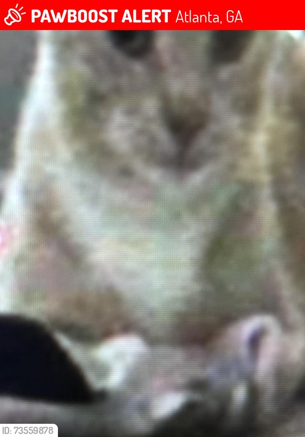 Lost Female Cat last seen ATL, Atlanta, GA 30303