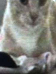 Lost Female Cat last seen ATL, Atlanta, GA 30303