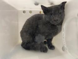 Shelter Stray Unknown Cat last seen Near BLOCK S 95TH ST, 3839 W Burnham St, West Milwaukee, WI 53215, USA