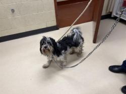 Shelter Stray Male Dog last seen Near BLOCK W ORCHARD ST, 3839 W Burnham St, West Milwaukee, WI 53215, USA
