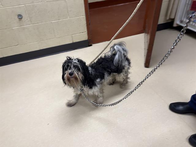 Shelter Stray Male Dog last seen Near BLOCK W ORCHARD ST, 3839 W Burnham St, West Milwaukee, WI 53215, USA