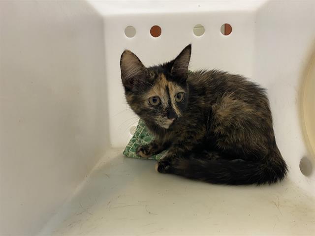 Shelter Stray Female Cat last seen , 3839 W Burnham St, West Milwaukee, WI 53215, USA