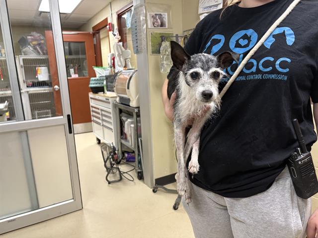 Shelter Stray Female Dog last seen Near BLOCK W BURNHAM ST, 3839 W Burnham St, West Milwaukee, WI 53215, USA