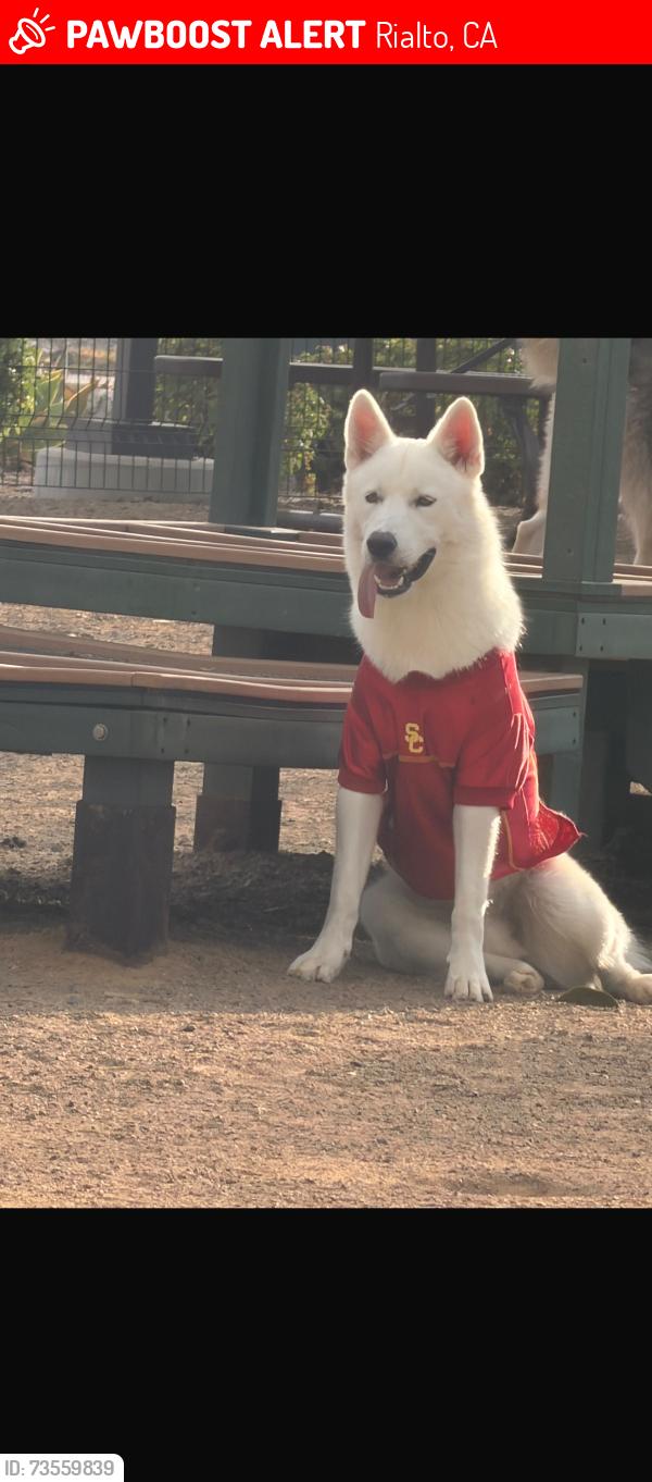 Lost Male Dog last seen Cactus Rialto, Rialto, CA 92376