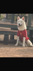 Lost Male Dog last seen Cactus Rialto, Rialto, CA 92376