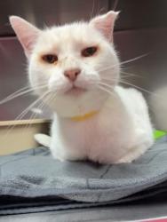 Shelter Stray Male Cat last seen Park near Midvale Drive, Corvallis, OR, 398 SW Twin Oaks Cir, Corvallis, OR 97333, USA