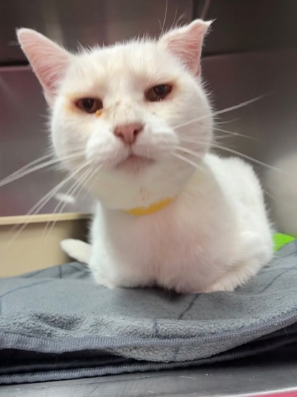 Shelter Stray Male Cat last seen Park near Midvale Drive, Corvallis, OR, 398 SW Twin Oaks Cir, Corvallis, OR 97333, USA