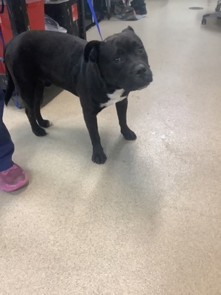 Shelter Stray Male Dog last seen Near S Freeway, East District, TX, 355 Hillshire Dr, Haslet, TX 76052, USA