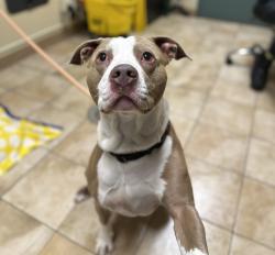 Shelter Stray Male Dog last seen Arata road 223rd ave, FAIRVIEW, OR, 97024, 1700 W Historic Columbia River Hwy, Troutdale, OR 97060, USA