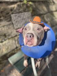 Shelter Stray Male Dog last seen 170th Street, BRONX, NY, 10456, 326 E 110th St, New York, NY 10029, USA