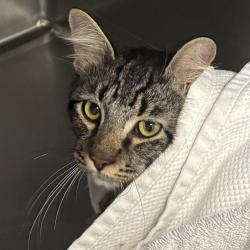 Shelter Stray Male Cat last seen Near 12th Street, BREMERTON, WA, 98337, 9167 Dickey Rd NW, Silverdale, WA 98383, USA