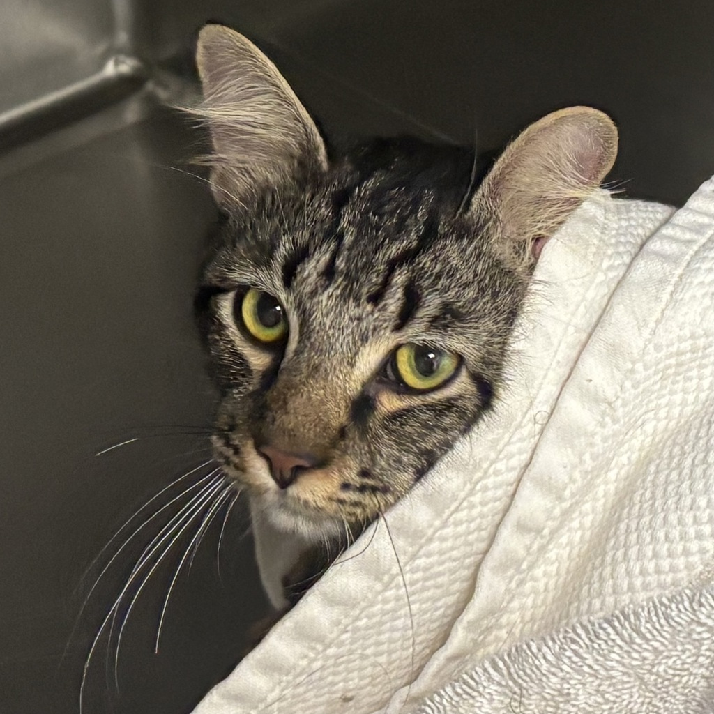 Shelter Stray Male Cat last seen Near 12th Street, BREMERTON, WA, 98337, 9167 Dickey Rd NW, Silverdale, WA 98383, USA