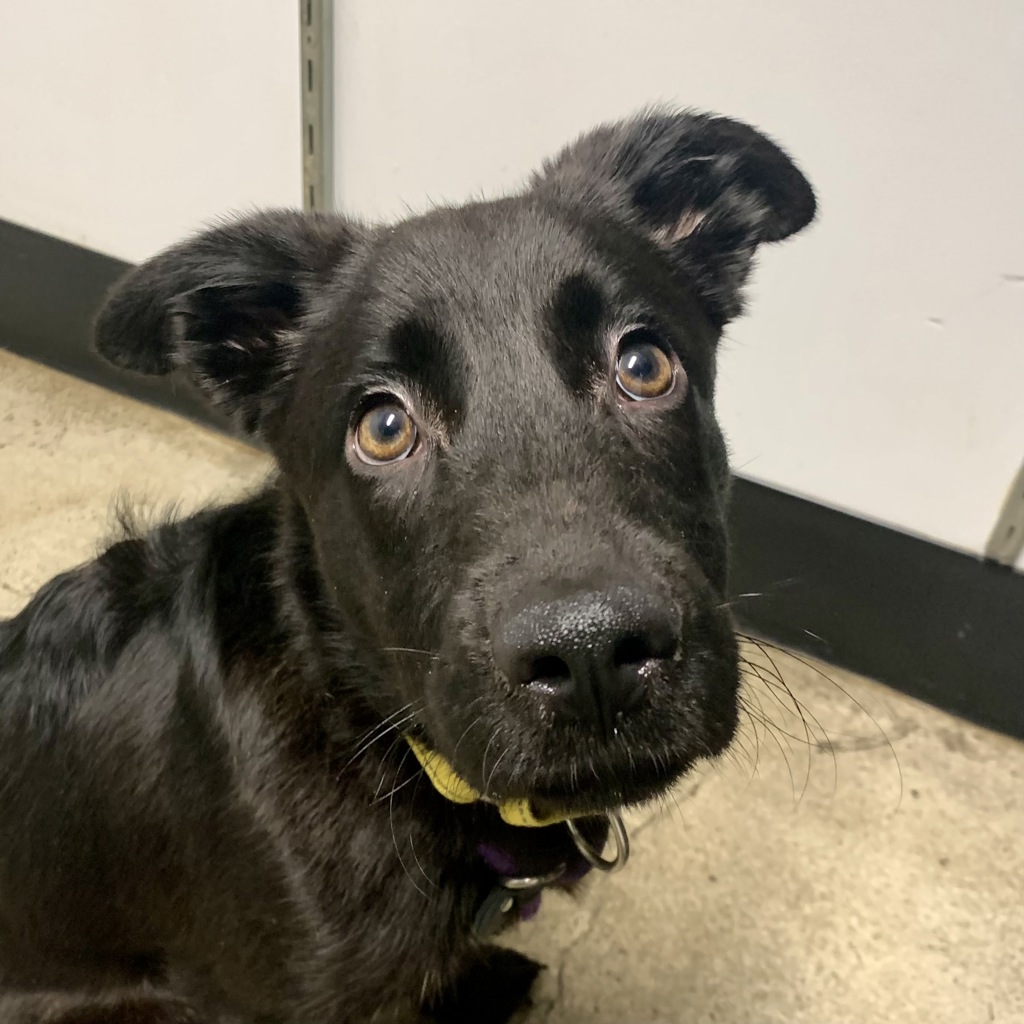 Shelter Stray Male Dog last seen Near Lebo Boulevard, BREMERTON, WA, 98310, 9167 Dickey Rd NW, Silverdale, WA 98383, USA