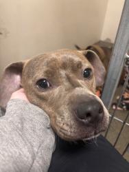Shelter Stray Female Dog last seen Near E Evergreen Boulevard, VANCOUVER, WA, 98661, 1100 NE 192nd Ave, Vancouver, WA 98684, USA