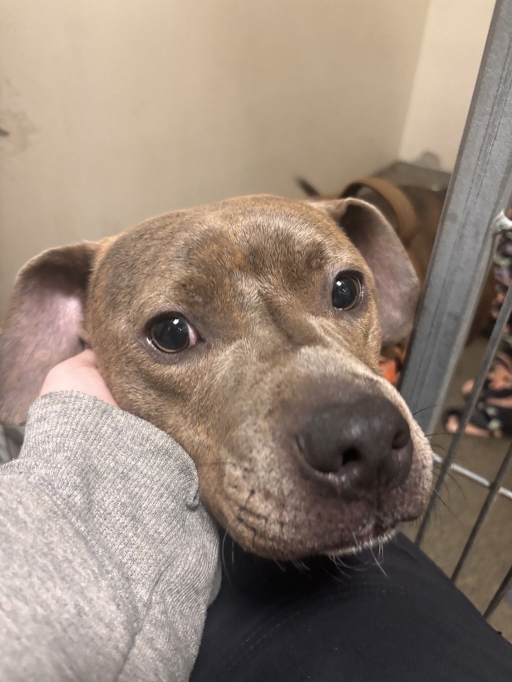 Shelter Stray Female Dog last seen Near E Evergreen Boulevard, VANCOUVER, WA, 98661, 1100 NE 192nd Ave, Vancouver, WA 98684, USA
