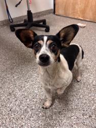 Shelter Stray Male Dog last seen NE 29th Street, VANCOUVER, WA, 98662, 1100 NE 192nd Ave, Vancouver, WA 98684, USA