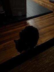 Reunited Female Cat last seen West Side Ave and Harrison Ave, Jersey City, NJ 07304