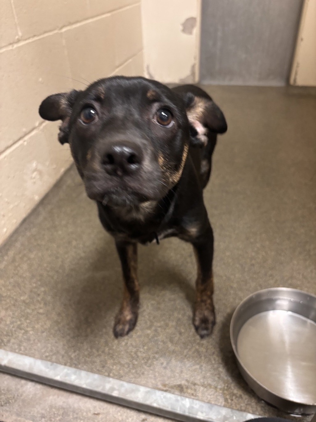 Shelter Stray Male Dog last seen E 30th St & U St, VANCOUVER, WA, 98663, 1100 NE 192nd Ave, Vancouver, WA 98684, USA