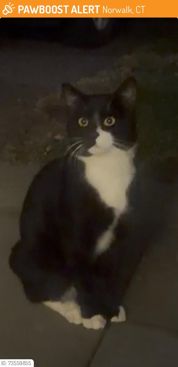 Found/Stray Male Cat last seen Naramake Elementary School, Norwalk, CT 06851