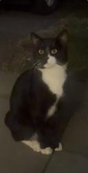 Found/Stray Male Cat last seen Naramake Elementary School, Norwalk, CT 06851
