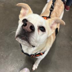 Shelter Stray Male Dog last seen , 3607 N Armenia Ave, Tampa, FL 33607, USA