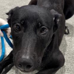 Shelter Stray Male Dog last seen , 3607 N Armenia Ave, Tampa, FL 33607, USA