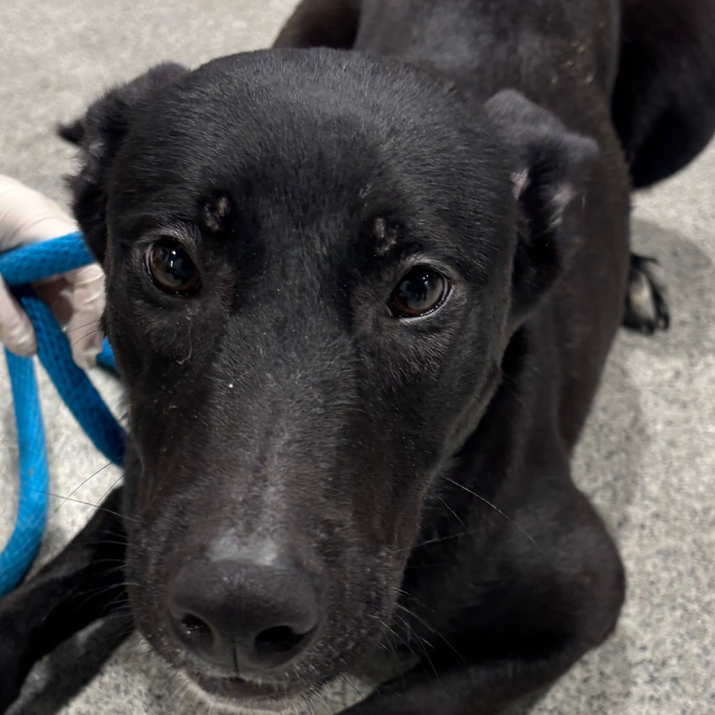 Shelter Stray Male Dog last seen , 3607 N Armenia Ave, Tampa, FL 33607, USA